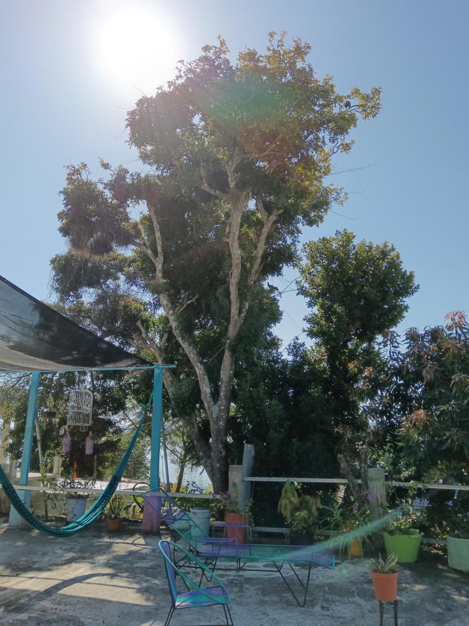 Casa Zoila Hospedaje Frente Al Lago Lakefront Lodging Διαμέρισμα Flores Εξωτερικό φωτογραφία